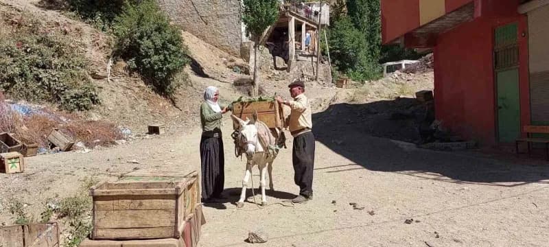 Diyarbakır’ın Çüngüş ilçesi Atalar Mahallesi'nde ata tohumu domates hasadı başladı.