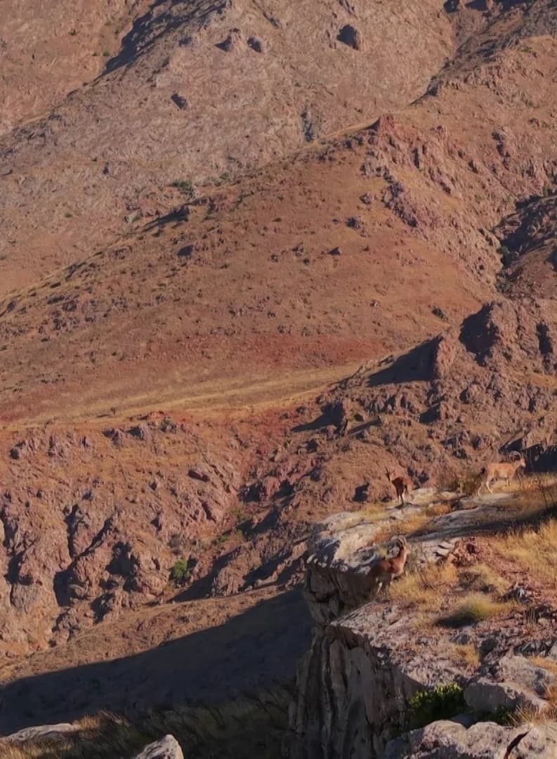 Sivas’ın Divriği ilçesinde doğa fotoğrafçısı tarafından görüntülenen koruma altındaki dağ keçilerinin sabah gezisi kayda
