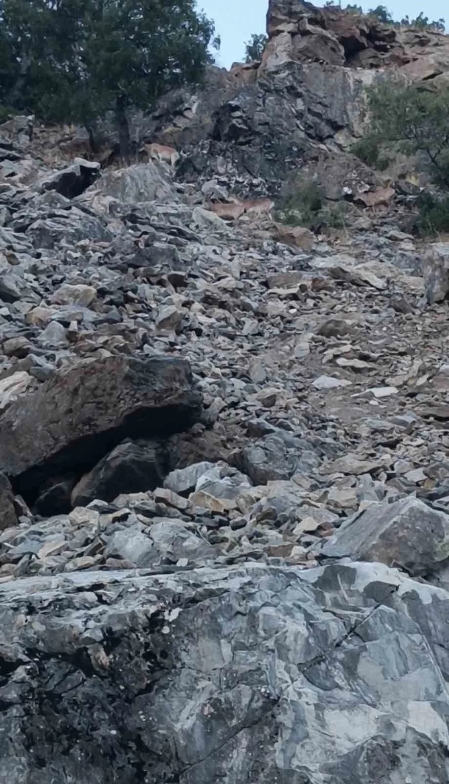 Diyarbakır'ın Çüngüş ilçesinde nesli koruma altında olan dağ keçileri görüntülendi.