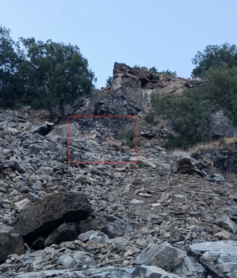 Diyarbakır Çüngüş ilçesinde nesli koruma altındaki dağ keçileri yol kenarında yavrularıyla birlikte görülüyor