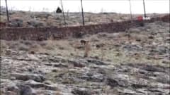 Sivas Divriği cam seyir terası etrafında doğal ortamda gezen dağ keçileri