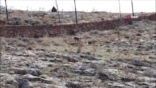 Sivas Divriği cam seyir terası etrafında doğal ortamda gezen dağ keçileri