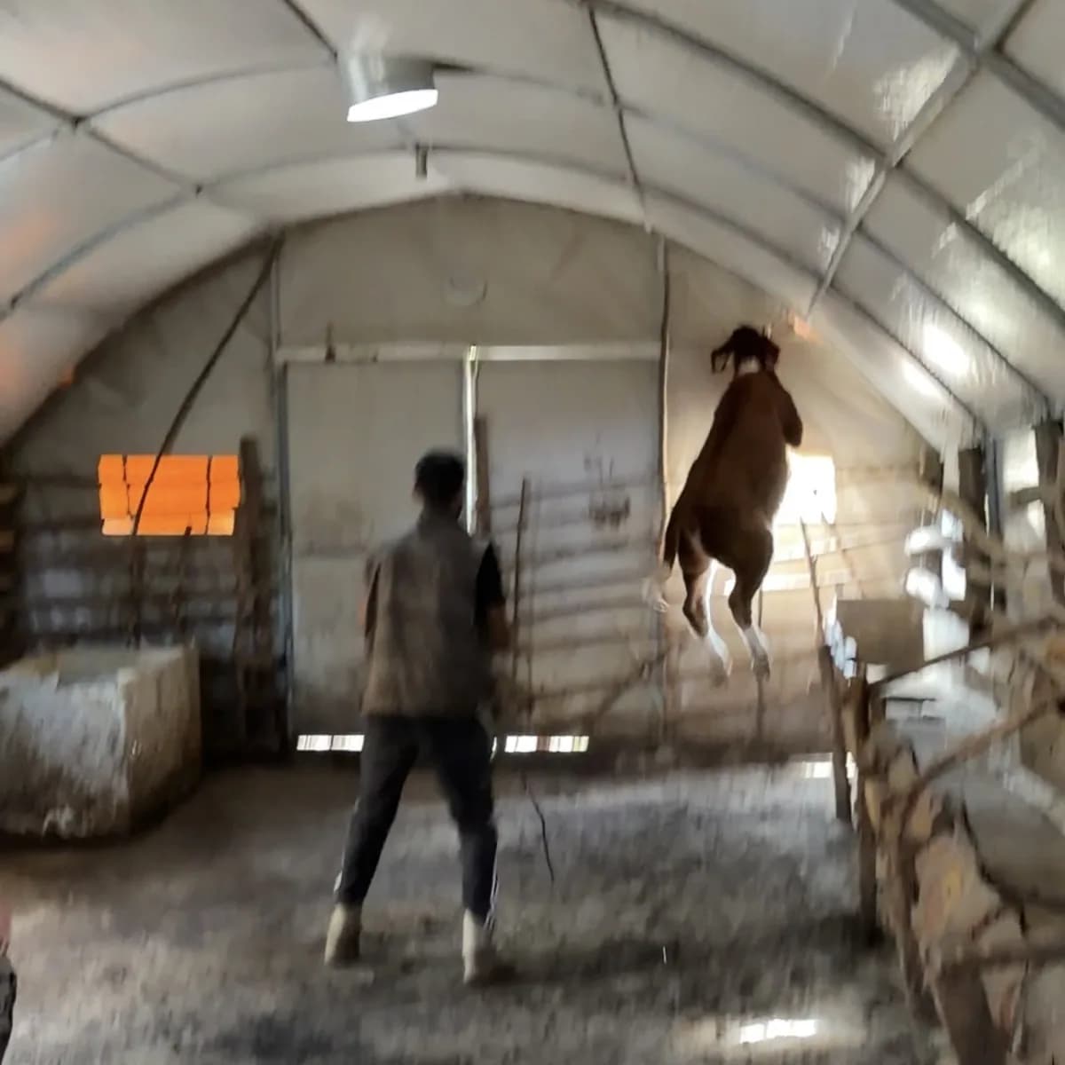 Çankırı'da yayladan getirilip sevk edilmek istenen 50 danadan biri, ortalığı birbirine katarak adeta uçtu.