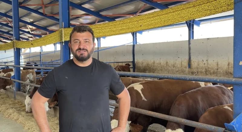 Çankırı'da kamyona binmek istemeyen dana kaçtıktan sonra güçlükle yakalanarak kamyona bindiriliyor