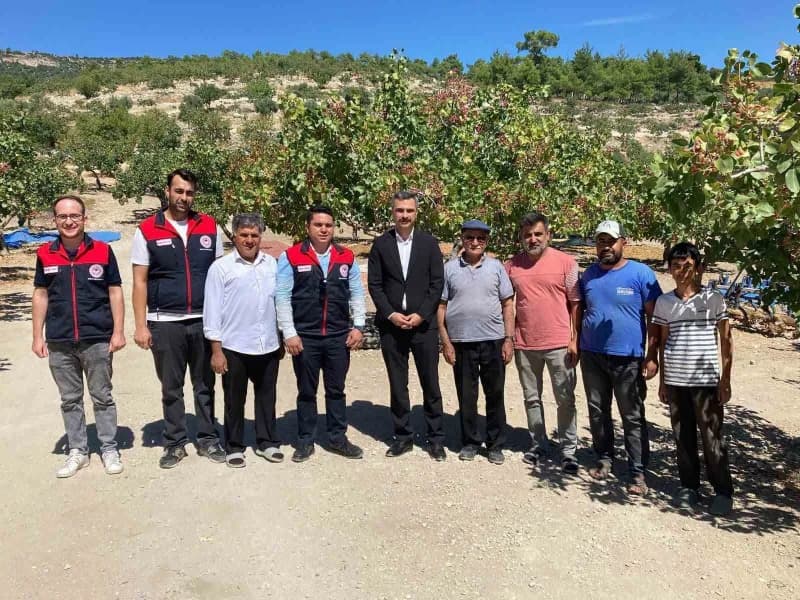 Denizli’nin Güney’inde fıstık bereketi