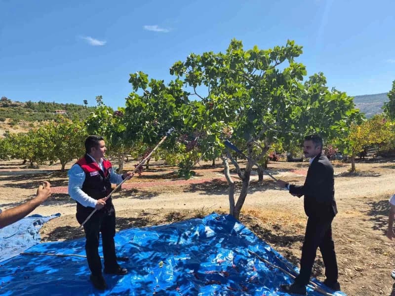 Denizli’nin Güney’inde fıstık bereketi