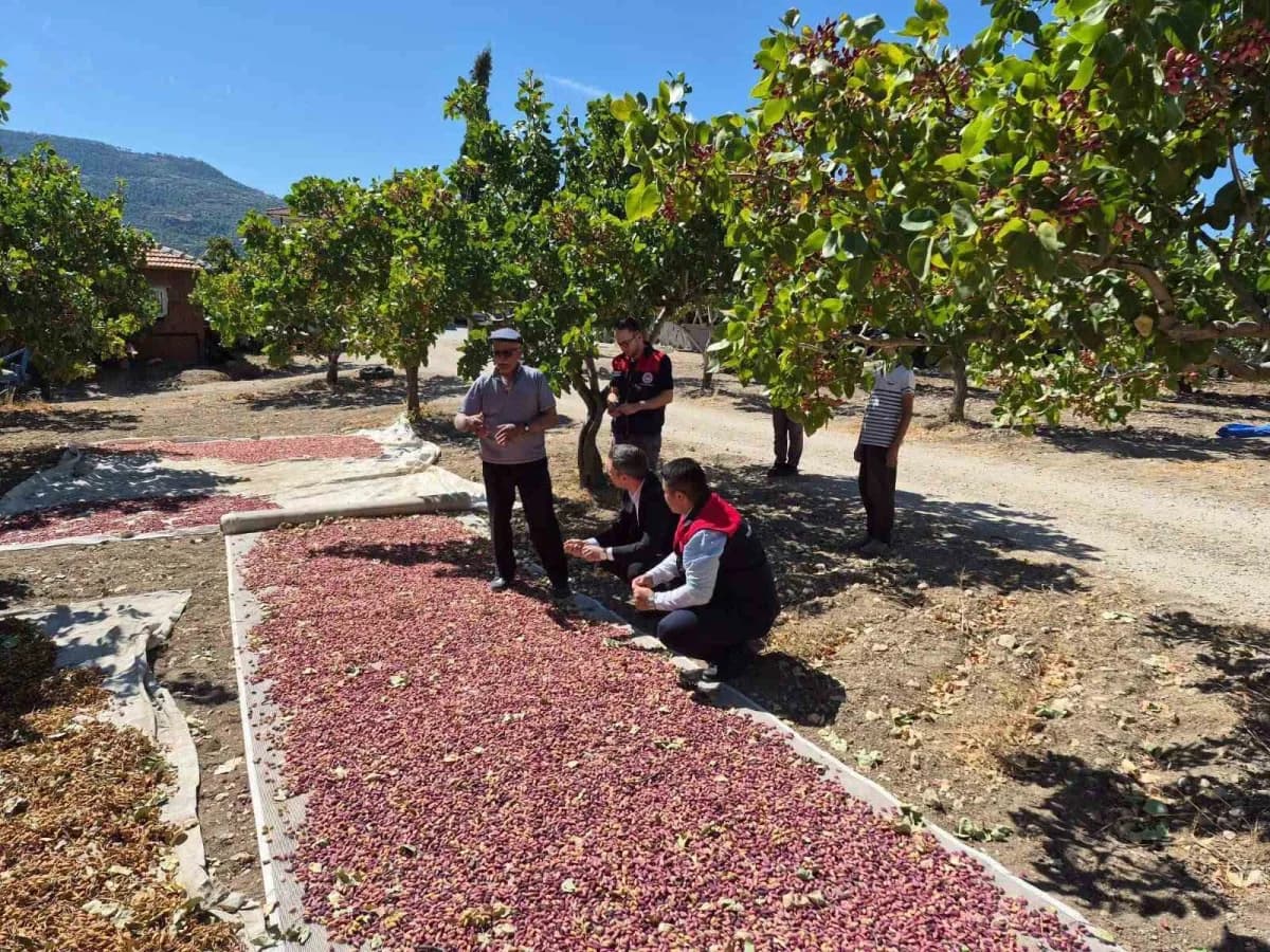 Denizli’nin Güney’inde fıstık bereketi