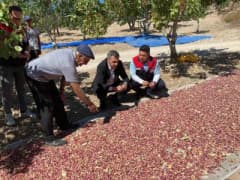 Denizli Güney Karaağaçlı Mahallesi’nde Antep fıstığı bahçesinde hasat yapılan üreticiler