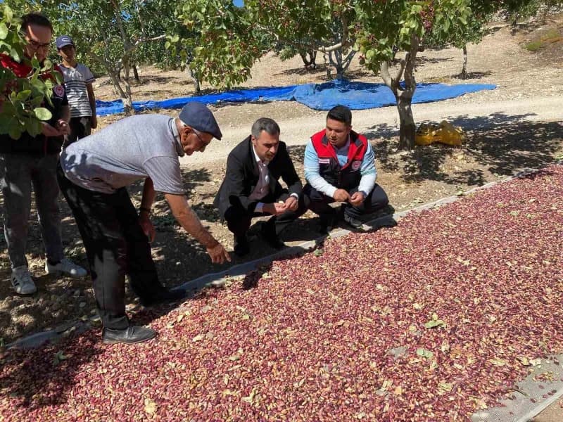 Denizli Güney Karaağaçlı Mahallesi’nde Antep fıstığı bahçesinde hasat yapılan üreticiler