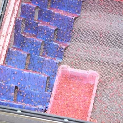 Denizli Honaz’da steril erkek Akdeniz meyve sineklerinin doğaya salındığı meyve bahçesi