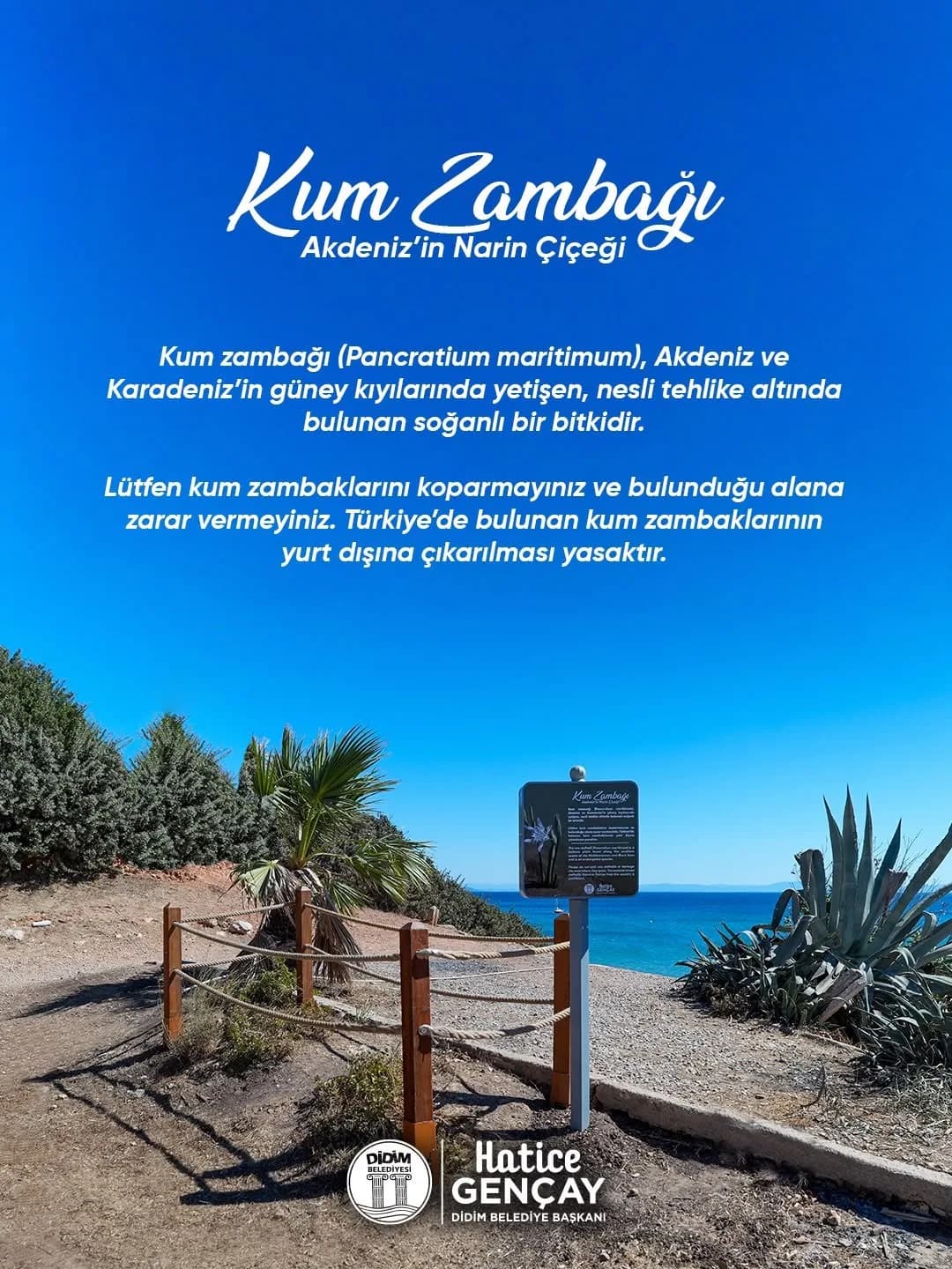 Didim 3. Koy’da nesli tehlike altında bulunan kum zambağı bitkisi doğal yaşam alanında
