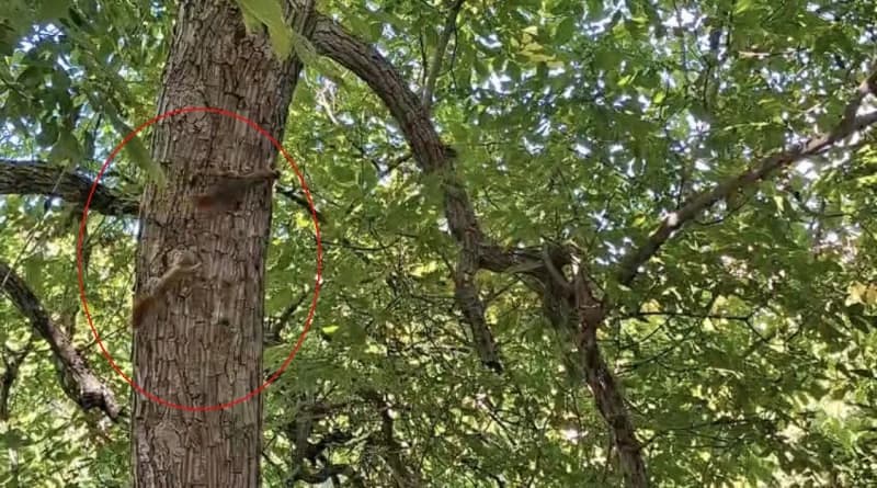 Diyarbakır Çüngüş ilçesinde ağaç üzerinde iki sincabın kovalamaca oynadığı anlar