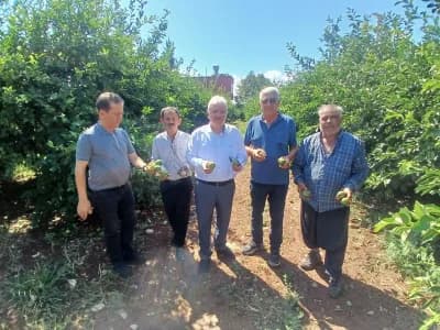 Adana Yüreğir’de dolu yağışı sonrası zarar gören turunçgil bahçeleri ve tarım alanları