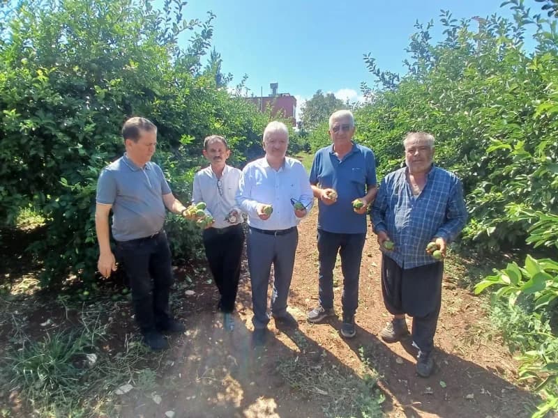 Adana Yüreğir’de dolu yağışı sonrası zarar gören turunçgil bahçeleri ve tarım alanları