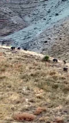 Hakkari Yüksekova Sarıyıldız köyünde domuz sürüsünün zarar verdiği elma bahçesi