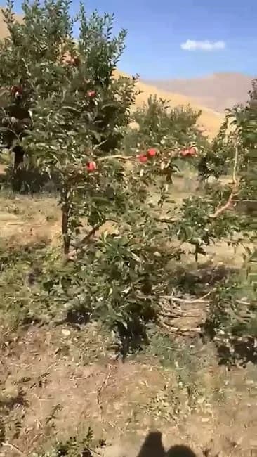 Yüksekova ilçesindeki Esendere beldesine bağlı Sarıyıldız köyünde hasat zamanı yaklaşan elma bahçeleri domuz sürülerinin