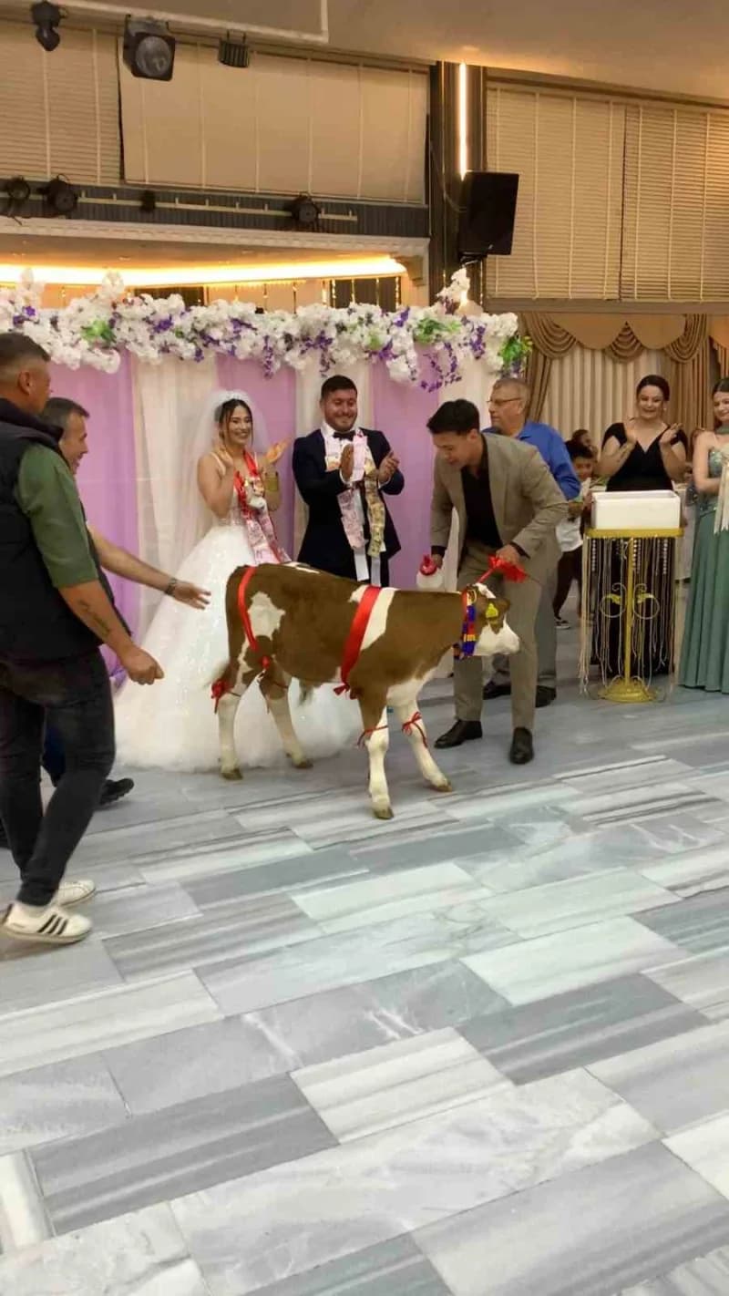 Tekirdağ’ın bıyıkali Mahallesi’nde Serhat ve Büşra Cavar çiftinin düğününde damadın arkadaşının getirdiği buzağı, davetl