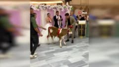 Tekirdağ'da düğün salonunda damadın arkadaşının getirdiği buzağı ve davetliler