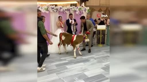 Tekirdağ'da düğün salonunda damadın arkadaşının getirdiği buzağı ve davetliler
