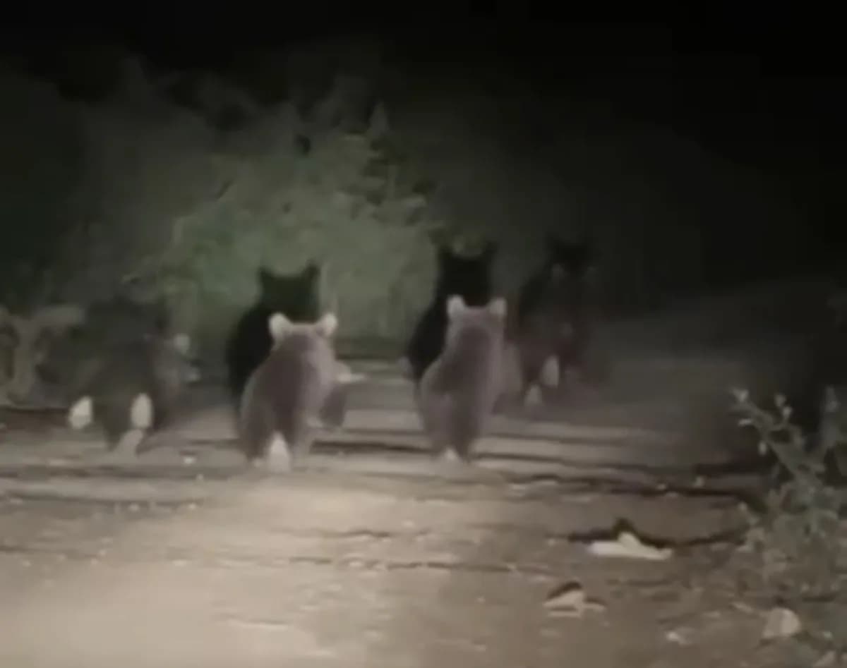 Düzce'nin Akçakoca ilçesine bağlı Akkaya köyünde, ormanlık alandan yol kenarına inen anne ayı ve 3 yavrusunun ilerleyişi