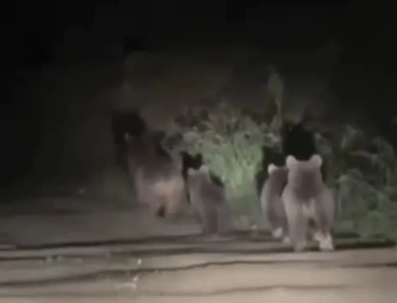 Düzce'nin Akçakoca ilçesine bağlı Akkaya köyünde, ormanlık alandan yol kenarına inen anne ayı ve 3 yavrusunun ilerleyişi