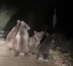 Düzce Akkaya köyü yol kenarında yürüyen anne ayı ve üç yavrusu