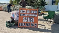 Düzce İhsaniye köyünde yetiştirilen dayanıklı ve aromatik Düzce kabağı tarlada