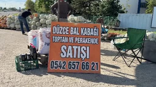 Düzce İhsaniye köyünde yetiştirilen dayanıklı ve aromatik Düzce kabağı tarlada