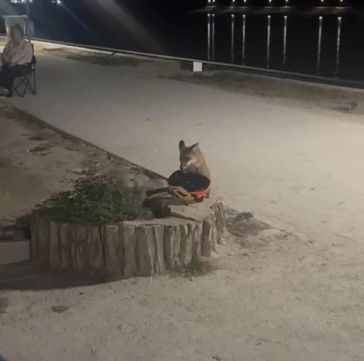 Edirne’de sevimli hırsızlık: yavru tilki bisiklet kaskını kapıp kaçtı