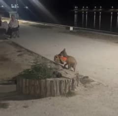 Edirne Söğütlük Millet Bahçesi’nde yavru tilkinin bisiklet kaskını ağzında taşıdığı an