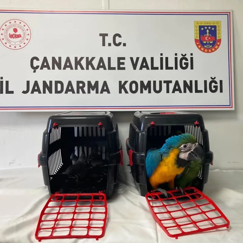 Çanakkale 1915 Köprüsü gişelerinde jandarma ekipleri tarafından yapılan yol kontrolünde ele geçirilen nesli tehlike altı
