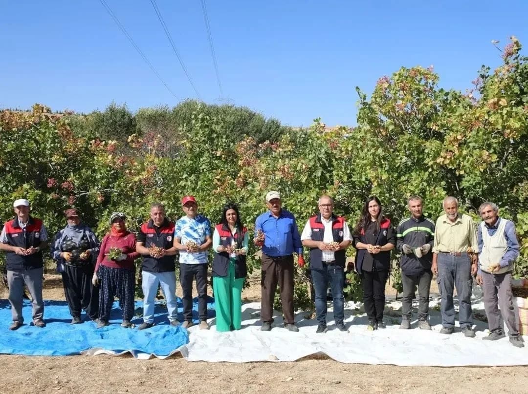 Elazığ genelinde 45 üretici Antep fıstığı yetiştiriciliği yaparken bu yıl 38,4 ton rekolte beklendiği bildirildi