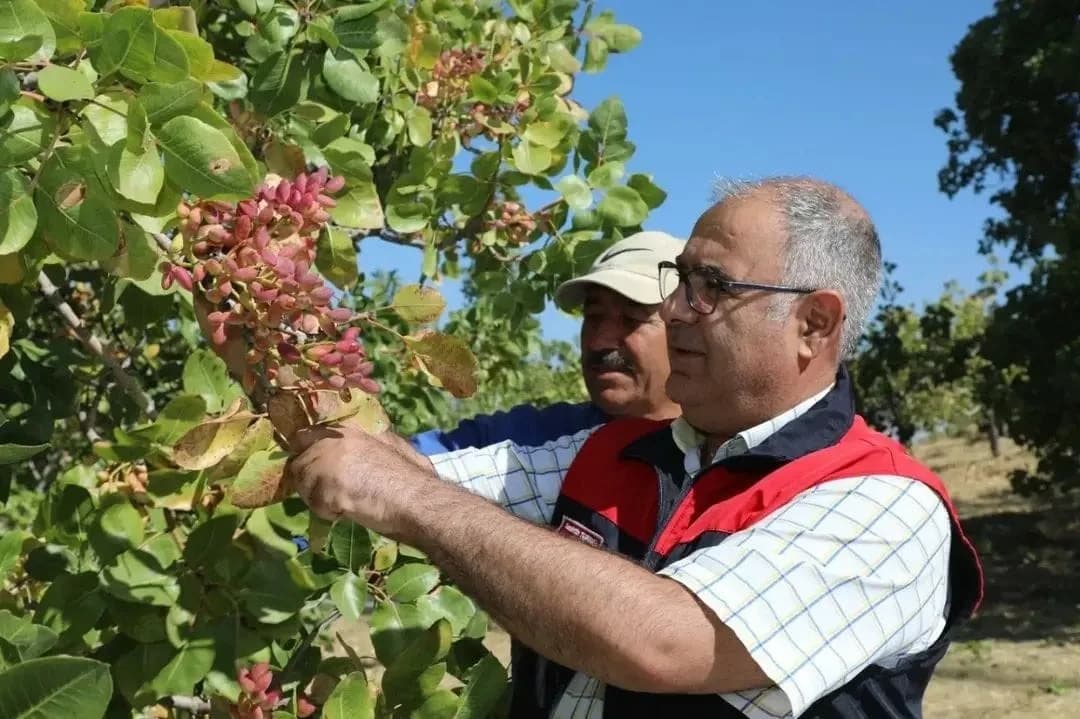 Elazığ’da Antep fıstığı bahçesinde hasat yapan üreticiler ve İl Tarım ve Orman Müdürü