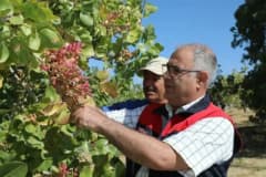 Elazığ’da Antep fıstığı bahçesinde hasat yapan üreticiler ve İl Tarım ve Orman Müdürü