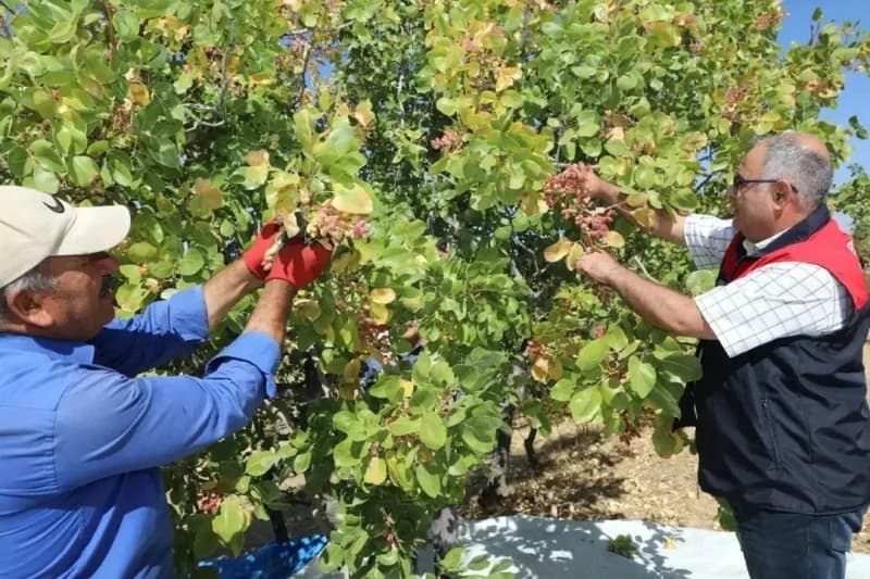 Hasat programına katılan İl Tarım ve Orman Müdürü Saadettin Taşkesen ve teknik personel üreticinin heyecanına ortak oldu