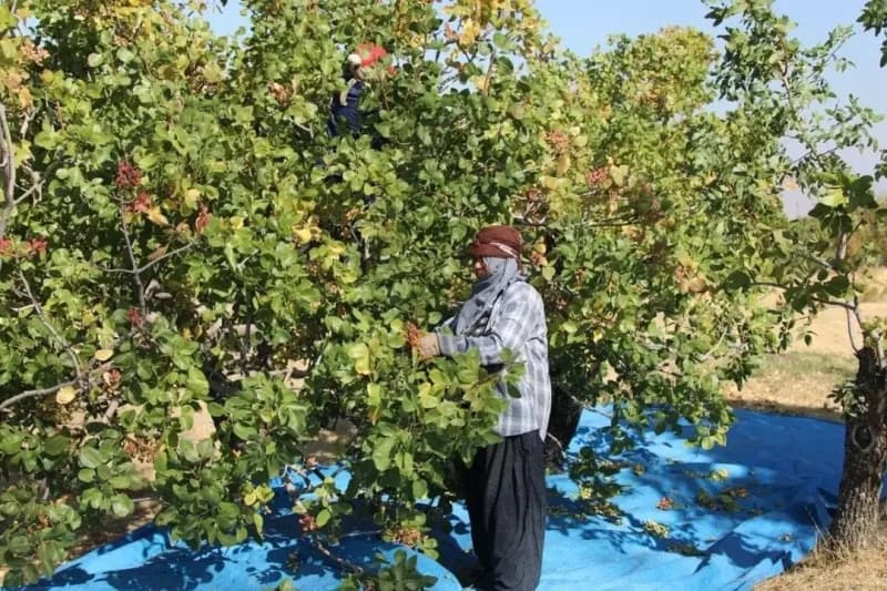 Elazığ genelinde 45 üretici Antep fıstığı yetiştiriciliği yaparken bu yıl 38,4 ton rekolte beklendiği bildirildi