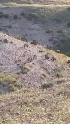 Elazığ Kovancılar Karabörk köyünde karlı arazide yiyecek arayan domuz sürüsü