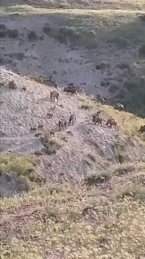 Elazığ Kovancılar Karabörk köyünde karlı arazide yiyecek arayan domuz sürüsü