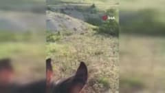 Elazığ Kovancılar Karabörk köyünde karlı arazide yiyecek arayan domuz sürüsü