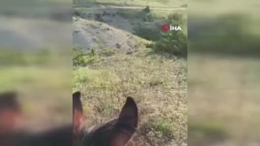 Elazığ Kovancılar Karabörk köyünde karlı arazide yiyecek arayan domuz sürüsü