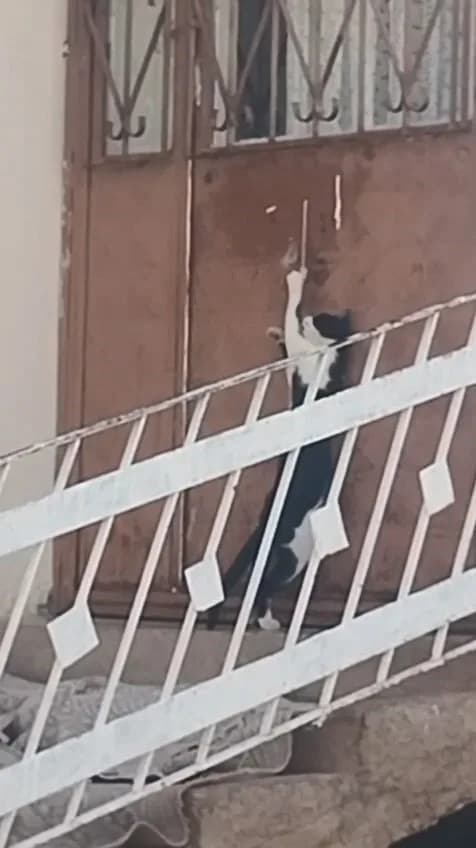 Elazığ’da bir kedi, evin içine girmek için kapı koluna asılan ipi çekerek içeri girdi.