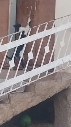 Elazığ Çağlar köyünde kapı kolundaki ipi çekerek kapıyı açan kedi