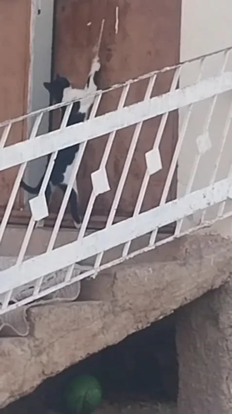 Elazığ Çağlar köyünde kapı kolundaki ipi çekerek kapıyı açan kedi