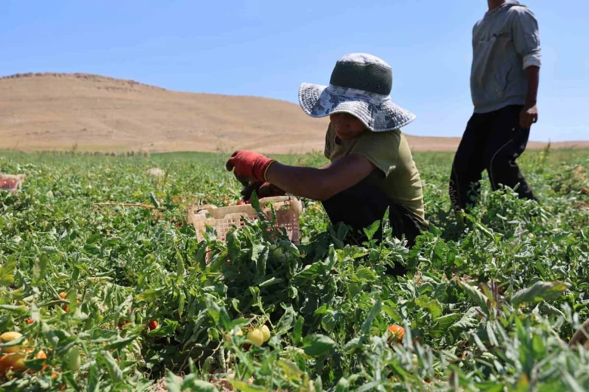 Elazığ’da hasadın devam ettiği 7 bin dönüm domates tarlasında mevsimlik tarım işçileri, kavurucu sıcak altında ekmek müc