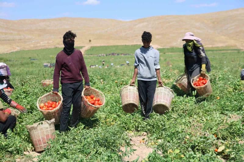 Elazığ’da hasadın devam ettiği 7 bin dönüm domates tarlasında mevsimlik tarım işçileri, kavurucu sıcak altında ekmek müc
