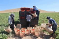 Elazığ Alatarla köyünde domates tarlasında çalışan mevsimlik tarım işçileri sıcak havada hasat yapıyor