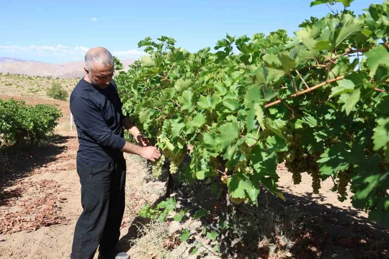 Elazığ'da bağcılık kültürünün önemli merkezlerinden biri olan Harput Kurtdere köyünde üzüm üreticileri hasat dönemine ha
