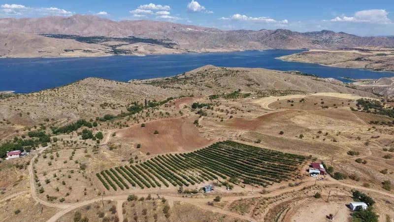 Elazığ’da üzüm üreticileri, yaklaşan hasat dönemi öncesinde son hazırlıklarını tamamlıyor.
