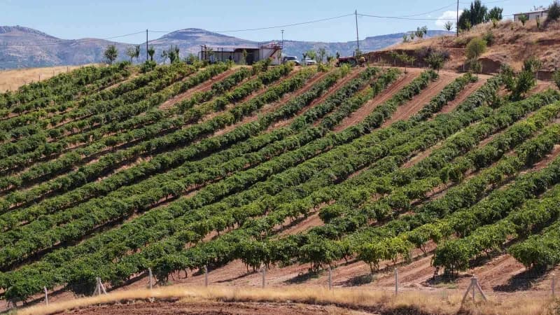 Elazığ'da bağcılık kültürünün önemli merkezlerinden biri olan Harput Kurtdere köyünde üzüm üreticileri hasat dönemine ha