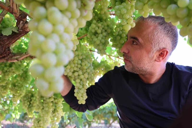 Elazığ’da üzüm üreticileri, yaklaşan hasat dönemi öncesinde son hazırlıklarını tamamlıyor. Geçen yıl yaşanan don olayını